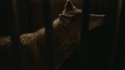 extant_GameOfThrones_3x09-TheRainsOfCastamere_4480