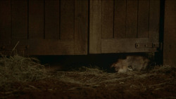 extant_GameOfThrones_3x09-TheRainsOfCastamere_4854