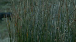 extant_GameOfThrones_3x10-Mhysa_4296