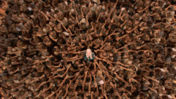 extant_GameOfThrones_3x10-Mhysa_6525