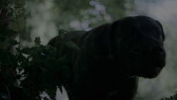 extant_GameOfThrones_4x02-TheLionAndTheRose_0165
