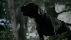 extant_GameOfThrones_4x02-TheLionAndTheRose_0168