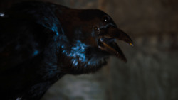extant_GameOfThrones_4x02-TheLionAndTheRose_2849