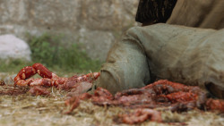 extant_GameOfThrones_4x07-Mockingbird_0498