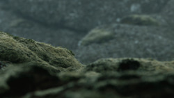extant_GameOfThrones_4x10-TheChildren_4228
