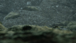 extant_GameOfThrones_4x10-TheChildren_4232