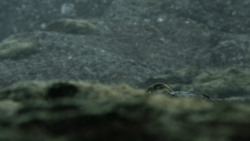 extant_GameOfThrones_4x10-TheChildren_4233