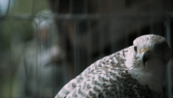 extant_GameOfThrones_6x04-BookOfTheStranger_1038