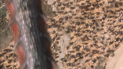 extant_GameOfThrones_6x06-BloodOfMyBlood_5102