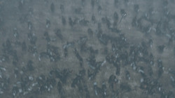 extant_GameOfThrones_6x09-BattleOfTheBastards_4077