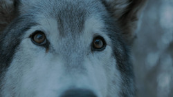extant_GameOfThrones_7x02-Stormborn_4930