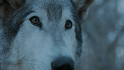 extant_GameOfThrones_7x02-Stormborn_4977