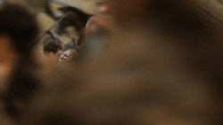 extant_GameOfThrones_7x04-TheSpoilsOfWar_4166