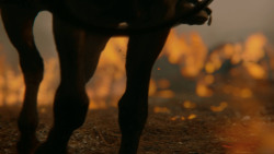 extant_GameOfThrones_7x04-TheSpoilsOfWar_4438
