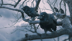 extant_GameOfThrones_7x05-Eastwatch_1664