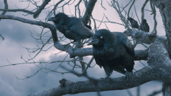 extant_GameOfThrones_7x05-Eastwatch_1665