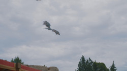 extant_GameOfThrones_7x07-TheDragonAndTheWolf_1417