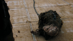 extant_GameOfThrones_7x07-TheDragonAndTheWolf_2130