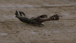 extant_GameOfThrones_7x07-TheDragonAndTheWolf_2131