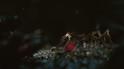 extant_GameOfThrones_8x03-TheLongNight_8533