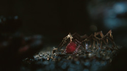 extant_GameOfThrones_8x03-TheLongNight_8534