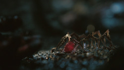 extant_GameOfThrones_8x03-TheLongNight_8535