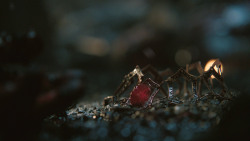 extant_GameOfThrones_8x03-TheLongNight_8536