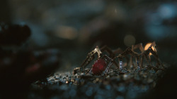 extant_GameOfThrones_8x03-TheLongNight_8537