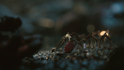 extant_GameOfThrones_8x03-TheLongNight_8538