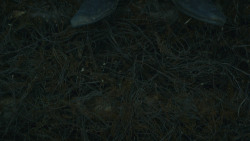 extant_GameOfThrones_8x04-TheLastOfTheStarks_0001